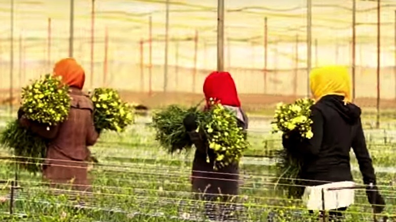 Les fleurs de Nekrif créent des emplois en Tunisie